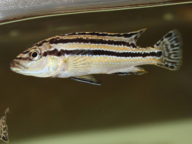 Melanochromis simulans 'Chiofu'